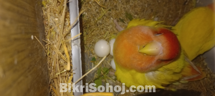 লুটিনো লাভবার্ড পাখি